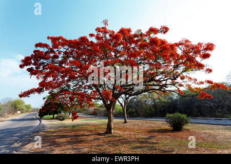 Delonix Regia (Flamboyant) Baum mit blauen Himmel und Straße Stockfoto