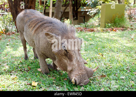 Nahaufnahme Portrait der Warze Hog männlichen in Wandern in Campingplatz auf Viktoriafälle, Simbabwe Stockfoto
