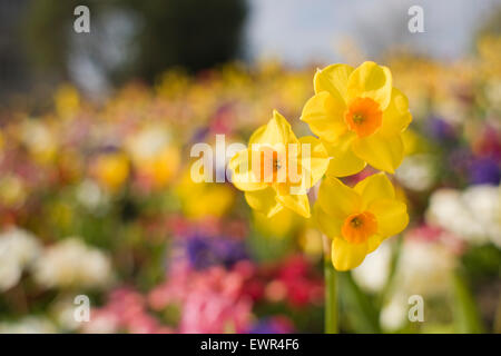 Nahaufnahme von Narzissen beleuchtet durch weiche Frühling Sonnenschein, Hintergrund unscharf. Foto im Schloss Garten von Shrewsbury, Shropshire. 2015. Stockfoto
