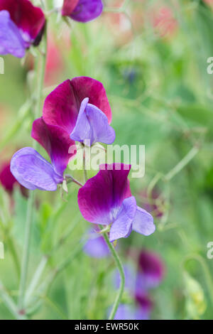 Lathyrus Odoratus 'Matucana'. Blumen Sweet pea 'Matucana' Stockfoto