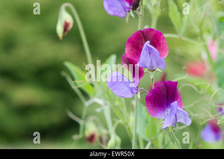 Lathyrus Odoratus 'Matucana'. Blumen Sweet pea 'Matucana' Stockfoto