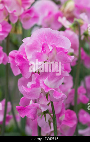 Platterbse man, Sweet Pea "Rosa Ripple" Blumen Stockfoto