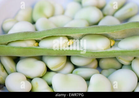 Vicia Faba. Frisch Schiffsentwurf Saubohnen. Stockfoto