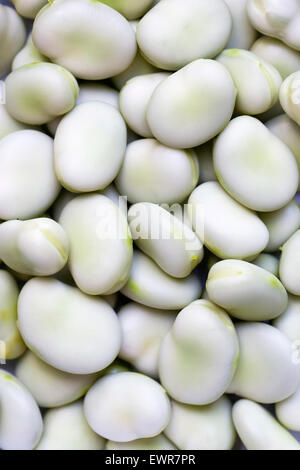 Vicia Faba. Frisch Schiffsentwurf Saubohnen. Stockfoto