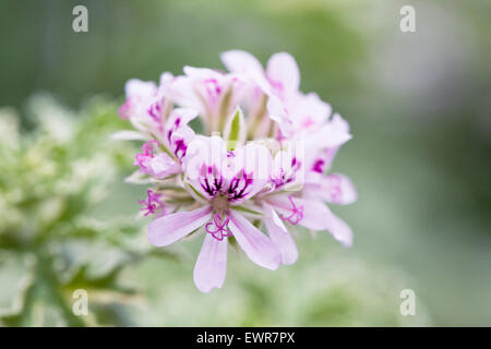 Pelargonium "Lady Plymouth". Stockfoto