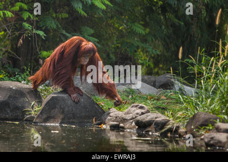 Sumatra Orang-Utan (Pongo Abelii) Schmutzer Primatenzentrum, Ragunan Zoo, Jakarta. Stockfoto