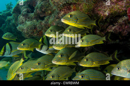 Fischschwärme an einem Korallenriff in den Florida Keys. Stockfoto