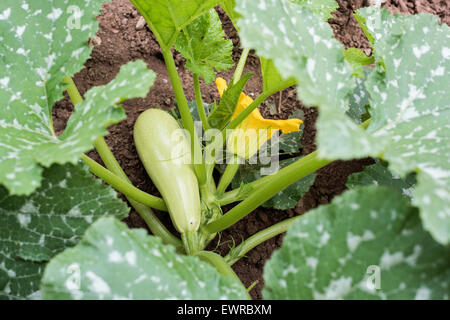 Zucchini-Werk in einer Gemüsepflanze Garten-ganz Stockfoto