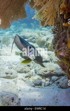 Vorsichtige grauen Kaiserfisch. Stockfoto