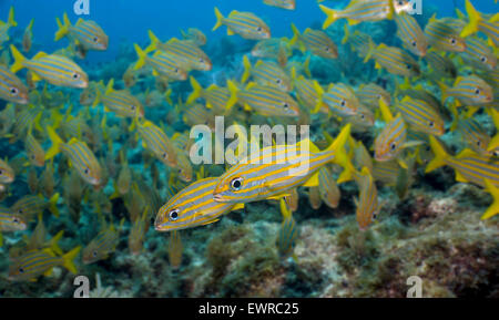 Meeresschutzgebiete fördern Schutz von Meereslebewesen, wie diese Smallmouth Grunzen. Stockfoto