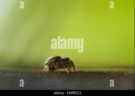 Nahaufnahme Foto Jumper Spinne Stockfoto