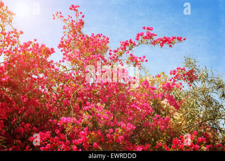 Große Busch blühende rosa Blumen Azaleen. Foto im Stil der alten Farbe Bild texturiert. Stockfoto
