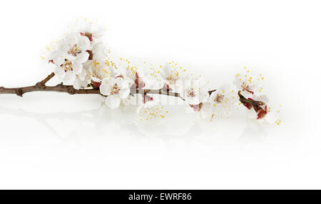Kirschbäume blühen auf dem weißen Hintergrund isoliert. Stockfoto