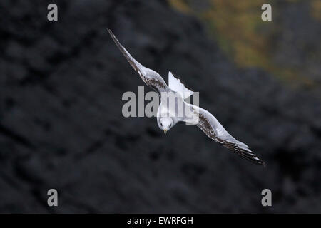 Erste Sommer schwarz Legged Kittiwake im Flug äußeren Hebriden Stockfoto