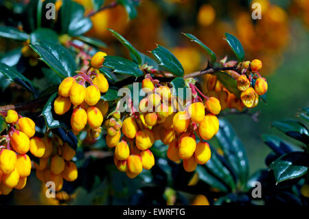 Berberis darwinii Stockfoto