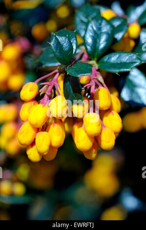 Berberis Darwinii - Darwins Berberitze Stockfoto