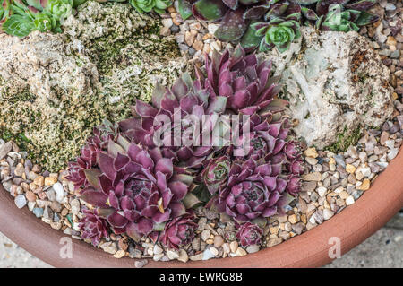 Sempervivum "Lavendel & Old Lace" Stockfoto