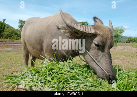 Wasserbüffel oder inländische asiatische Wasserbüffel (Bubalus beispielsweise) Stockfoto