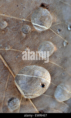 Wassertropfen auf Herbst Blatt. Hautnah. Stockfoto