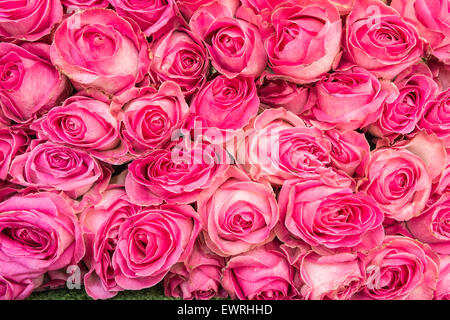 Paris, Frankreich, Marché, Aligre, Obst, Markt, outdoor, Paris, Rosen, Stockfoto