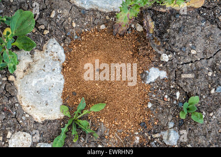 Kegel geformt Sandkasten Falle ein Antlion / Ant Lion (Myrmeleontidae) Stockfoto