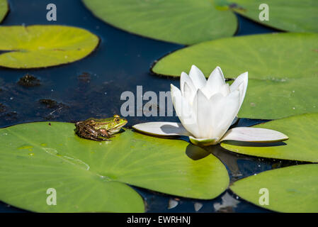 Essbare Frosch / gemeinsame grüner Frosch (außer kl. Esculentus / Rana kl. Esculenta) sitzen auf schwimmenden Blatt Weiße Seerose Stockfoto