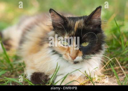 Close-up Portrait von drei farbige Katze im Sommer Gras Stockfoto