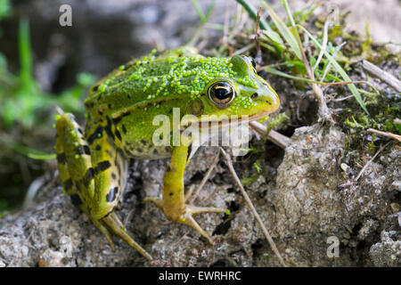 Essbare Frosch / gemeinsame Wasser Frosch / grüner Frosch (außer kl. Esculentus / Rana kl. Esculenta) sitzen am Teich-Ufer Stockfoto