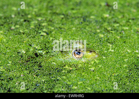 Essbare Frosch / gemeinsame Wasser Frosch / grüner Frosch (außer kl. Esculentus / Rana kl. Esculenta) unter Wasserlinsen im Teich schwimmen Stockfoto