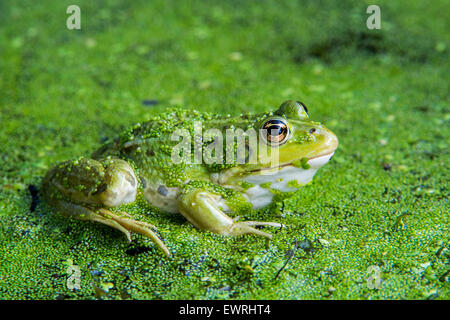 Essbare Frosch / gemeinsame Wasser Frosch / grüner Frosch (außer kl. Esculentus / Rana kl. Esculenta) sitzt unter Wasserlinsen im Teich Stockfoto