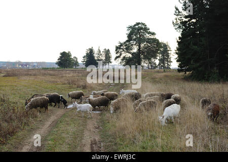 Schafe und Ziegen weiden auf einer Wiese in den herbstlichen Wald Stockfoto