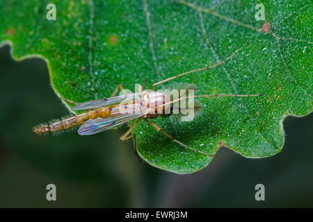 Summer Mücke (Chironomus Plumosus) Arten von nicht-beißen Midge (Chironomidae) auf Eichenblatt Stockfoto