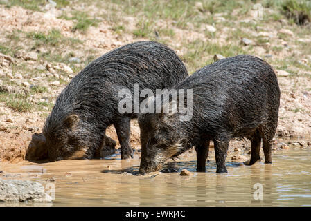 Zwei Weißlippen-Pekari (Tayassu Pecari) Trinkwasser, ursprünglich aus Mittel- und Südamerika Stockfoto