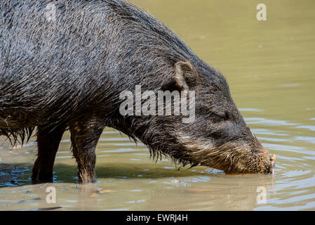 Weißlippen-Peccary (Tayassu Pecari) ursprünglich aus Mittel- und Südamerika Trinkwasser Stockfoto