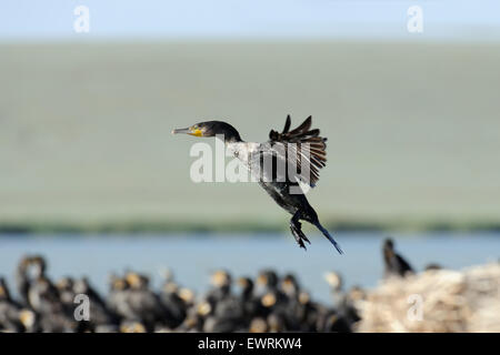Kormoran fliegen über Herde auf der kleinen Insel auf dem See Stockfoto