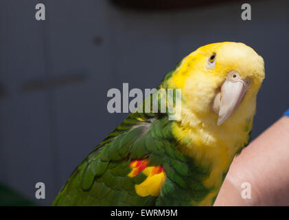 Grün und gelb Papageien auf einem Vogel Gemeindeorganisation in Encinitas, Kalifornien Stockfoto