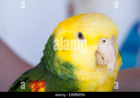 Grün und gelb Papageien auf einem Vogel Gemeindeorganisation in Encinitas, Kalifornien Stockfoto