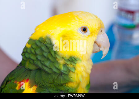 Grün und gelb Papageien auf einem Vogel Gemeindeorganisation in Encinitas, Kalifornien Stockfoto