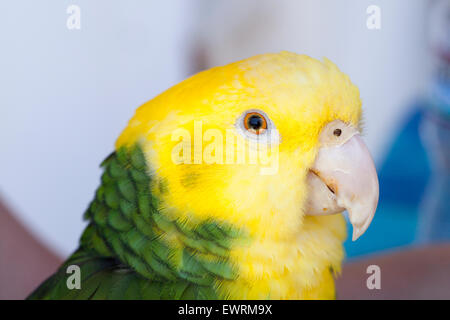 Grün und gelb Papageien auf einem Vogel Gemeindeorganisation in Encinitas, Kalifornien Stockfoto