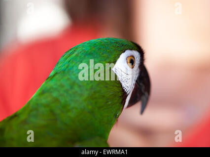 Grün und gelb Papageien auf einem Vogel Gemeindeorganisation in Encinitas, Kalifornien Stockfoto