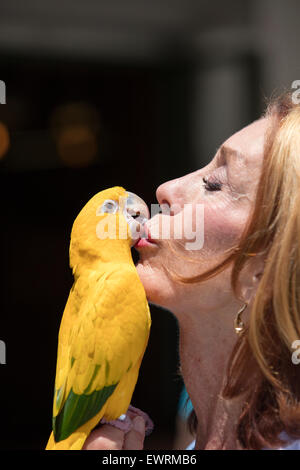 Grün und gelb Papageien auf einem Vogel Gemeindeorganisation in Encinitas, Kalifornien Stockfoto