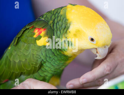 Grün und gelb Papageien auf einem Vogel Gemeindeorganisation in Encinitas, Kalifornien Stockfoto