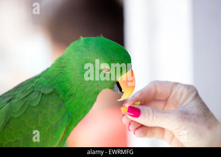 Grün und gelb Papageien auf einem Vogel Gemeindeorganisation in Encinitas, Kalifornien Stockfoto