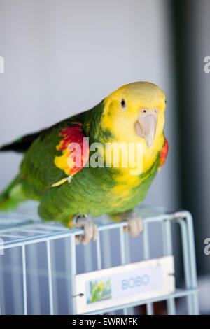 Grün und gelb Papageien auf einem Vogel Gemeindeorganisation in Encinitas, Kalifornien Stockfoto