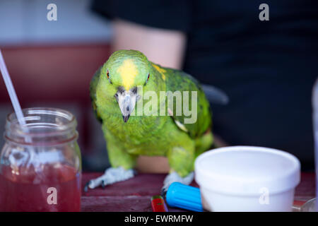 Grün und gelb Papageien auf einem Vogel Gemeindeorganisation in Encinitas, Kalifornien Stockfoto