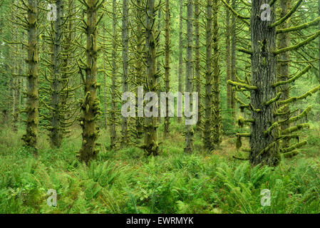 Moos bedeckt Fichten und Farne. Silver Falls State Park, Oregon Stockfoto