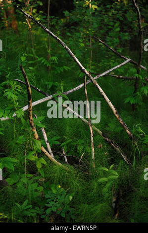 Die Zweige der alten Toten Baum, bewachsen mit Schachtelhalm. Stockfoto