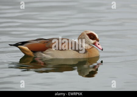 Nilgans Stockfoto