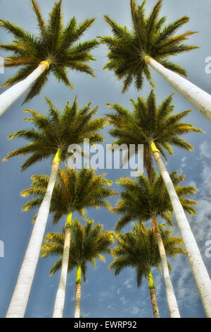 Aufwärts durch Palmen. Hawaii, Big Island Stockfoto