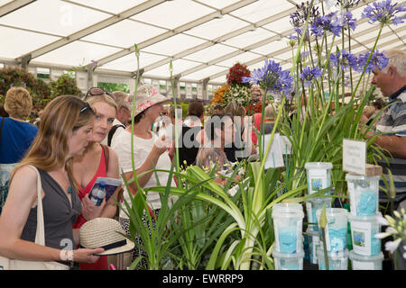 East Molesey, UK. 30. Juni 2015. Besucher in das Festzelt an der RHS Hampton Court Palace Flower Show auf sein 25-jähriges bestehen. Bildnachweis: Keith Larby/Alamy Live-Nachrichten Stockfoto